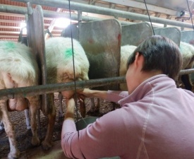 Milking sheep with Patxi